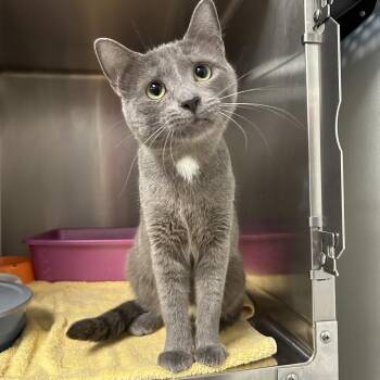 Domestic Short Hair Cats Available for Adoption in La Grange Park, Illinois - Kidney | PetCurious