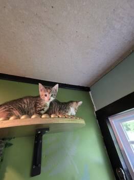 Bangs -  Domestic Short Hair Cat Available for Adoption in Trenton, New Jersey - Bangs | PetCurious