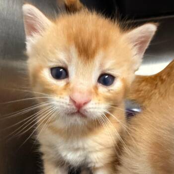Buttercup -  Domestic Short Hair Cat for Adoption in Franklin, North Carolina - Buttercup | PetCurious