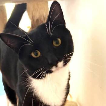 Rescue Domestic Short Hair Cats for Adoption in West Orange, New Jersey - Bryce | PetCurious