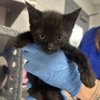 Ace -  Domestic Short Hair Cat for Adoption in Greenville, South Carolina - Ace | PetCurious