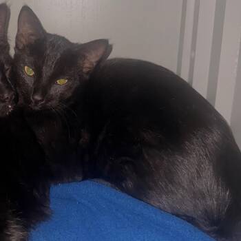 Baby -  Domestic Short Hair Cat for Adoption in Ojai, California - Baby | PetCurious
