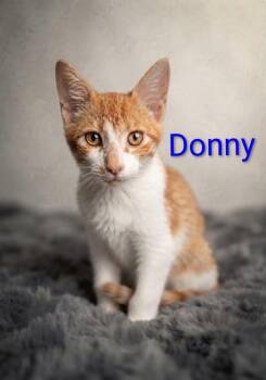 Donny -  Tabby Cat for Adoption in Wyandotte, Michigan - Donny | PetCurious