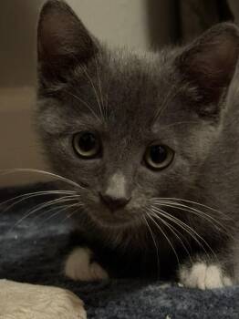 Domestic Short Hair Cats Available for Adoption - Milky Way | PetCurious