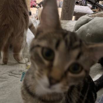 Rescue Domestic Short Hair Cats for Adoption in Greenfield, Indiana - Belvita-no Collar | PetCurious