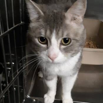 Puck -  Domestic Short Hair Cat for Adoption in Spokane, Washington - Puck | PetCurious