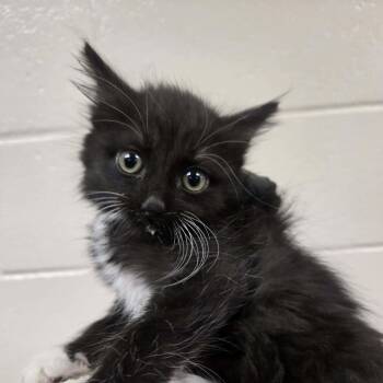 Darjeeling -  Domestic Medium Hair Cat for Adoption in Reno, Nevada - Darjeeling | PetCurious