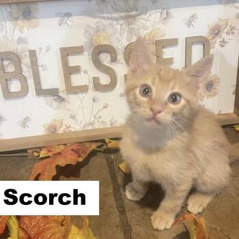 Scorch Ehlers -  Domestic Short Hair and Tabby Cat for Adoption in Morrison, Colorado - Scorch Ehlers | PetCurious