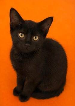 Sugar -  Domestic Short Hair Cat for Adoption in Columbia, Tennessee - Sugar | PetCurious