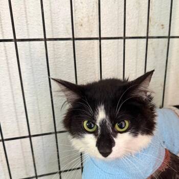 Guava -  Domestic Short Hair Cat for Adoption in Yucaipa, California - Guava | PetCurious
