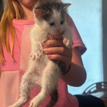 Spot -  Domestic Short Hair Cat for Adoption in Layton, Utah - Spot | PetCurious