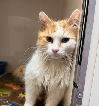 Phillipe -  Domestic Long Hair Cat Available for Adoption in Wetaskiwin, Alberta - Phillipe | PetCurious