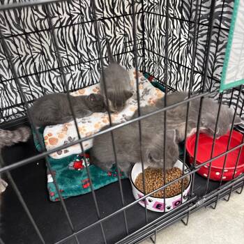 Catalysis (red collar) -  Domestic Short Hair Cat for Adoption in Bismarck, North Dakota - Catalysis (red Collar) | PetCurious