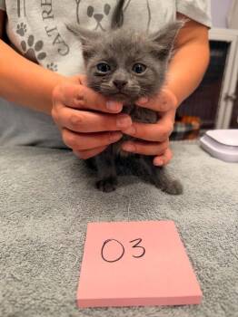 Otis -  Domestic Short Hair Cat for Adoption in Vancouver, Washington - Otis | PetCurious