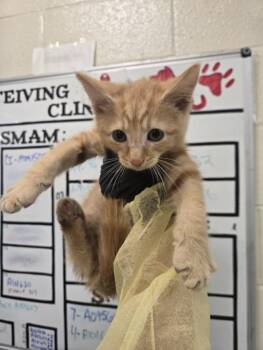 ZEPHYR -  Domestic Short Hair Cat for Adoption in Hagerstown, Maryland - ZEPHYR | PetCurious