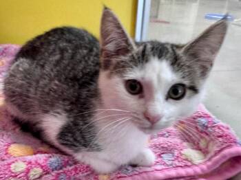Diana -  Tabby Cat for Adoption in Powell, Ohio - Diana | PetCurious