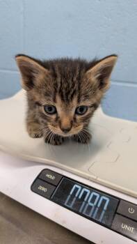 Hariana -  Domestic Short Hair Cat for Adoption in Evansville, Indiana - Hariana | PetCurious
