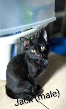 Rescue Domestic Short Hair Cats for Adoption in St. Cloud, Florida - Jack | PetCurious