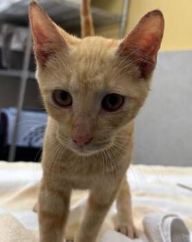 Domestic Short Hair Cats Available for Adoption - Ollie | PetCurious