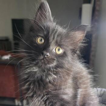 Domestic Short Hair Cats Available for Adoption in Austin, Texas - Oomph 3 | PetCurious