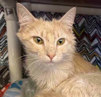 Lois -  Domestic Medium Hair Cat for Adoption in Oakland, California - Lois | PetCurious