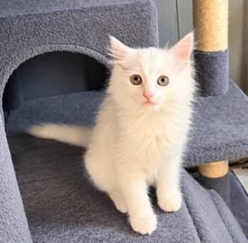 Coconut -  Domestic Long Hair Cat for Adoption in Lodi, California - Coconut | PetCurious