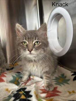 Domestic Short Hair Cats Available for Adoption - Knack | PetCurious