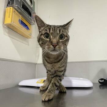 Freddie -  Domestic Short Hair Cat for Adoption in Tampa, Florida - Freddie | PetCurious