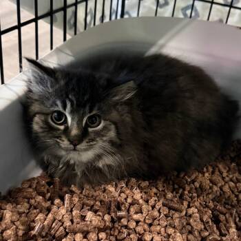 Domestic Medium Hair Cats Available for Adoption - Edmond | PetCurious