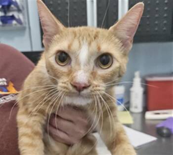 A138871 -  Domestic Short Hair Cat for Adoption in Palmetto, Florida - A138871 | PetCurious