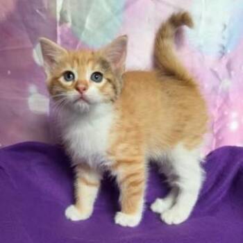 Rusty -  Domestic Short Hair Cat for Adoption in Fort Collins, Colorado - Rusty | PetCurious