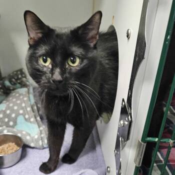 Domestic Short Hair Cats Available for Adoption - Mercury | PetCurious