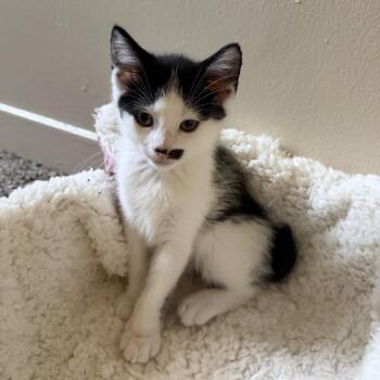TINKER BELL -  Domestic Short Hair Cat for Adoption in East Greenwich, Rhode Island - TINKER BELL | PetCurious