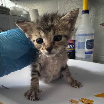 Bumpercar -  Domestic Short Hair Cat for Adoption in Summerville, South Carolina - Bumpercar | PetCurious