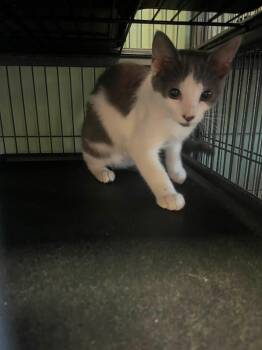 Mariah -  Domestic Short Hair Cat for Adoption in Broomall, Pennsylvania - Mariah | PetCurious