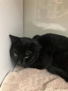 Domestic Short Hair Cats Available for Adoption in Camarillo, California - A880348 | PetCurious
