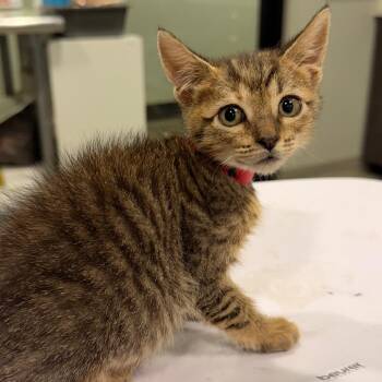Tweety -  Domestic Short Hair Cat for Adoption in Tampa, Florida - Tweety | PetCurious