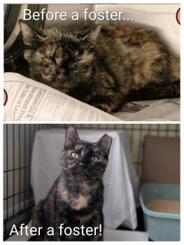 Penny -  Domestic Short Hair Cat for Adoption in Tampa, Florida - Penny | PetCurious