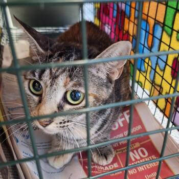 Nacho -  Domestic Short Hair Cat for Adoption in Montgomery, Alabama - Nacho | PetCurious