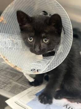 Dumpling -  Domestic Short Hair Cat for Adoption in North Miami Beach, Florida - Dumpling | PetCurious