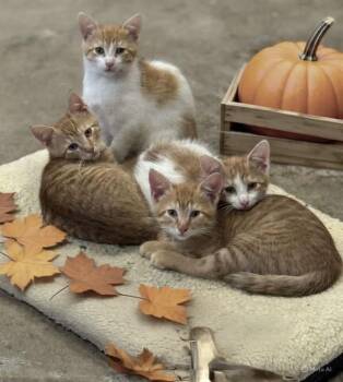 Rescue Domestic Short Hair Cats for Adoption in Irondequoit, New York - River, Razen, Rigbie, And Renegade | PetCurious