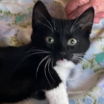 Rescue Domestic Short Hair Cats for Adoption in Rochester, Minnesota - Boots | PetCurious