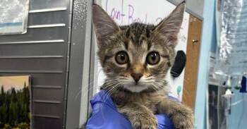 Gray -  Domestic Short Hair Cat for Adoption in Fort Walton Beach, Florida - Gray | PetCurious