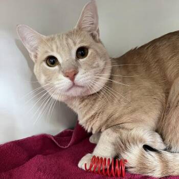 Kahl -  Domestic Short Hair Cat for Adoption in Newark, New Jersey - Kahl | PetCurious