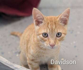 Davidson -  Domestic Short Hair Cat for Adoption in Sparta, Wisconsin - Davidson | PetCurious