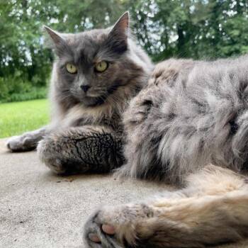 Rescue Domestic Long Hair Cats for Adoption in Madison, Wisconsin - Mamas | PetCurious