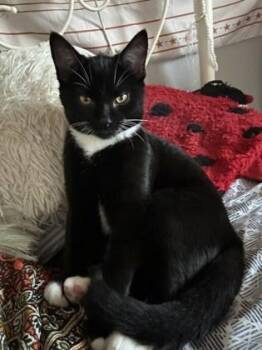 Domestic Short Hair Cats Available for Adoption in Fairfax, Virginia - Black And White | PetCurious