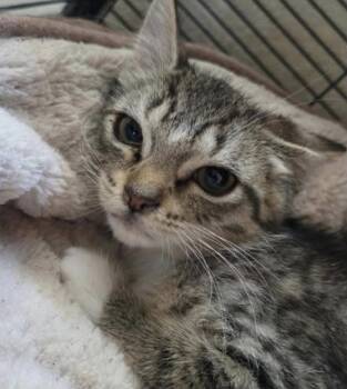 Eagle -  Domestic Short Hair Cat for Adoption in Eugene, Oregon - Eagle | PetCurious
