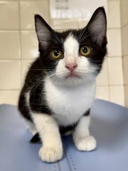 Boots -  Domestic Short Hair Cat for Adoption in San Antonio, Texas - Boots | PetCurious