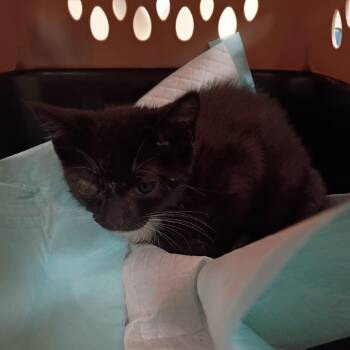 Affinity -  Domestic Short Hair Cat for Adoption in Lynchburg, Virginia - Affinity | PetCurious
